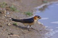Roetelschwalbe an Pfuetze
