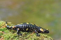 Feuersalamader auf Moos