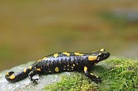 Feuersalamader a bemoostem Ste