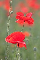 Klatschmohn 2 Blueten