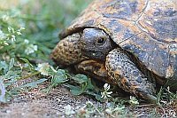 Maurische Landschildkroete Por