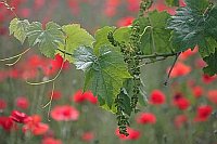 Weinranke mit Klatschmohn