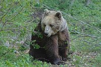 Braunbaer auf Waldboden sitzen