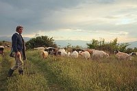 Hirte mit Ziegenherde