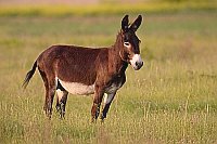 Esel auf Wiese in Bulgarien