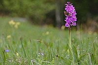 Orchidee mit Schmetterling