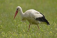 Weissstorch auf Wiese