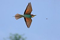 Bienenfresser im Flug Insekt