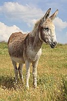 Esel auf Wiese von vorn