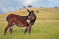 Esel zurueckschauend a Wiese