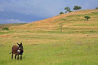 Huegellandschaft b Melnik Esel