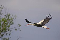 Weissstorch dunkler Himmel