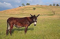 Wiesenlandschaft mit Esel