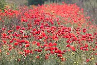 Klatschmohnfeld