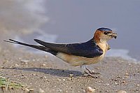 Roetelschwalbe mit Lehm