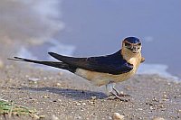 Roetelschwalbe m Baumaterial