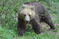 Braunbaer gehend Waldrand