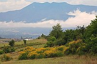 Melnik Ginster Berge