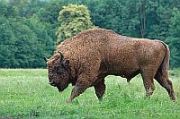 Wisent auf Wiese