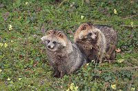 Marderhund Paar mit Fruehjahrs