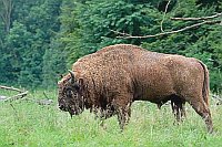 Wisentbulle am Waldrand