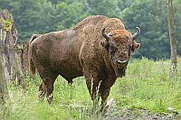 Wisentbulle auf Lichtung