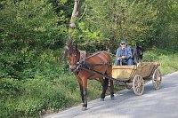 Pferdewagen Mann Hund