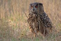 Uhu auf Wiese Abendlicht