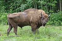 Wisentbulle vor Laubwald
