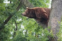 Braunbaer auf hohem Baum