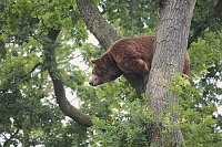 Braunbaer in Baumgabel