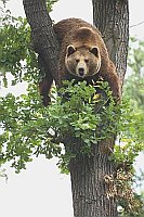 Braunbaer in Baum liegend