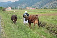 Romafrau mit Kuehen Strassenra