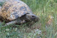 Schildkroete ins Gras gehend