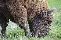 Wisent grasend Portrait