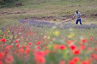 Heumacher auf Blumenwiese