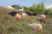 Ziegenherde am Hang