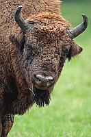 Wisentbulle Kopfportrait v vor