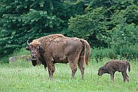 Wisentkuh mit Kalb auf Wiese