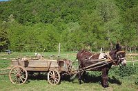 Esel Karren Feldarbeiter