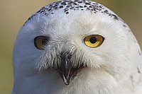 Schnee-Eule Kopfportrait