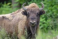 Wisent Portrait Jungbulle