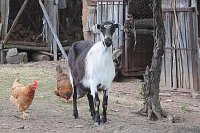 Ziege Huehner Haustiere