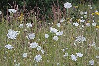 Blumenwiese m Wilder Moehre