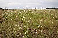 Brachflaeche mit Wildblumen