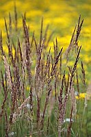 Graeser braune vor Greiskraut