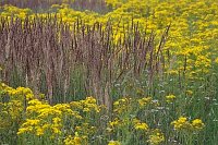 Graeser im Greiskraut