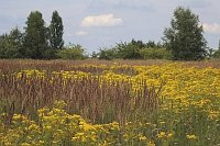 Greiskraut am Rande des Golfpl