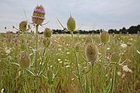Wilde Karde in Brache