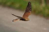 Turmfalke im Flug ueber Strass